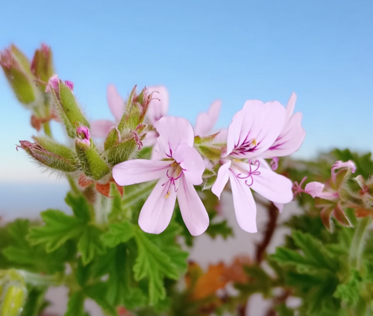 ゼラニウムの花