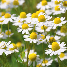 03 German Chamomile  (カモミール・ジャーマン）