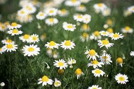 04 Roman Chamomile  (カモミール・ローマン）