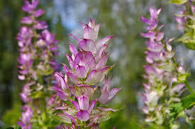 06 Clary Sage  (クラリセージ）